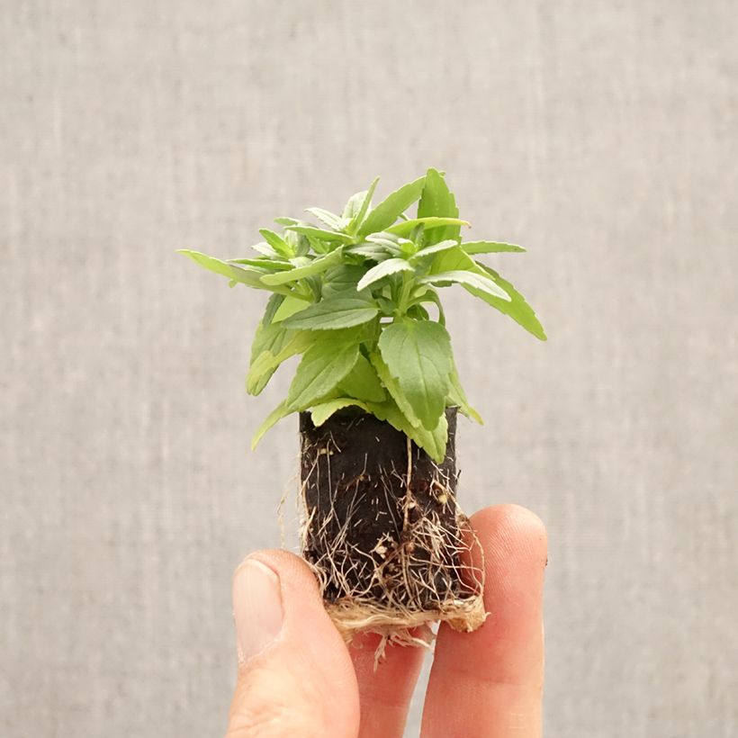 Exemplaar van Nemesia Banana Split - Elfenspiegel Mini-mot Ø 1,5/2,5 cm zoals geleverd in de lente