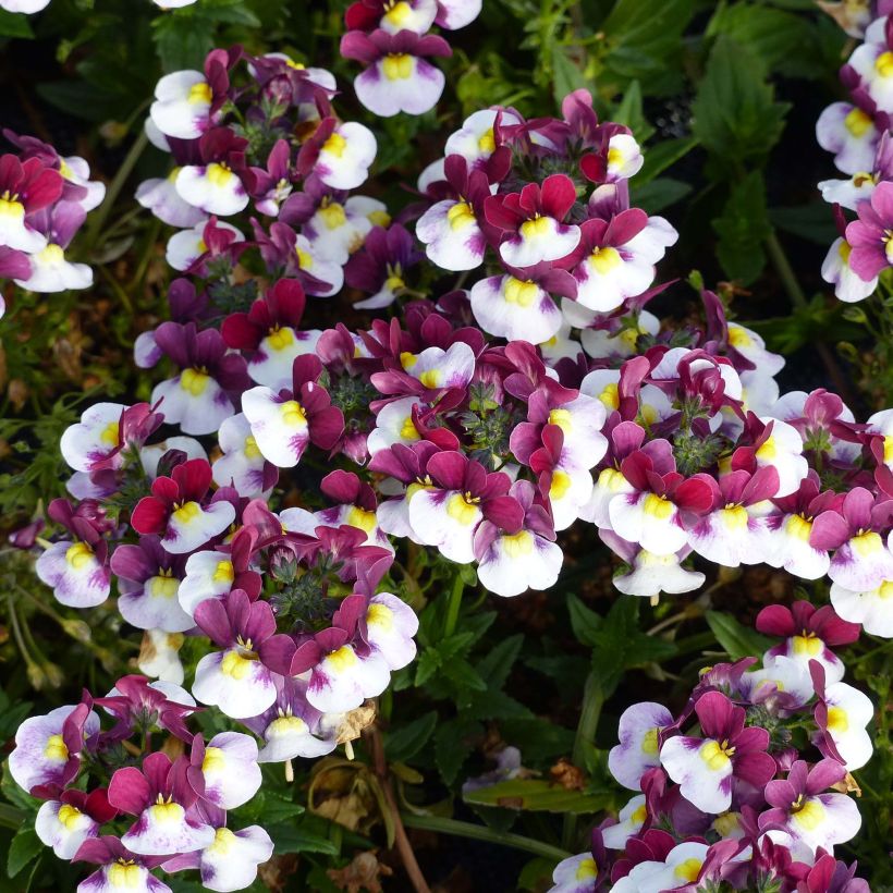 Nemesia Sunpeddle Painted Rose - Elfenspiegel (Bloei)