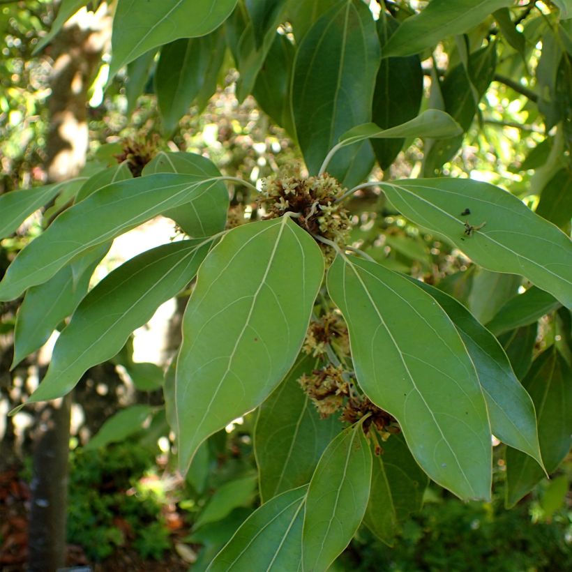 Neolitsea sericea - Neolitsea (Blad)