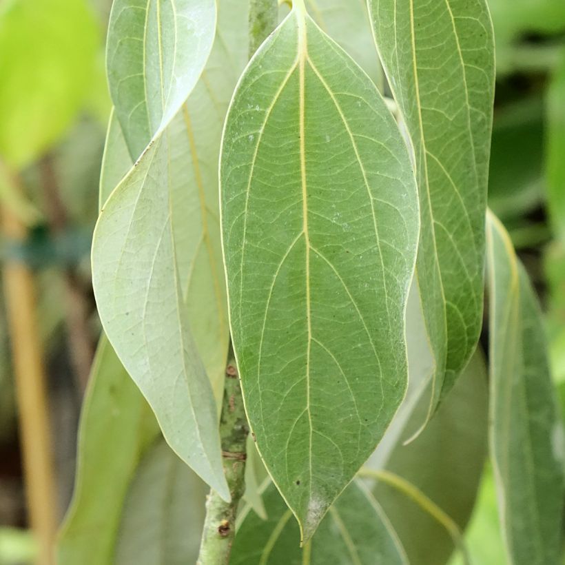Neolitsea sericea - Neolitsea (Blad)