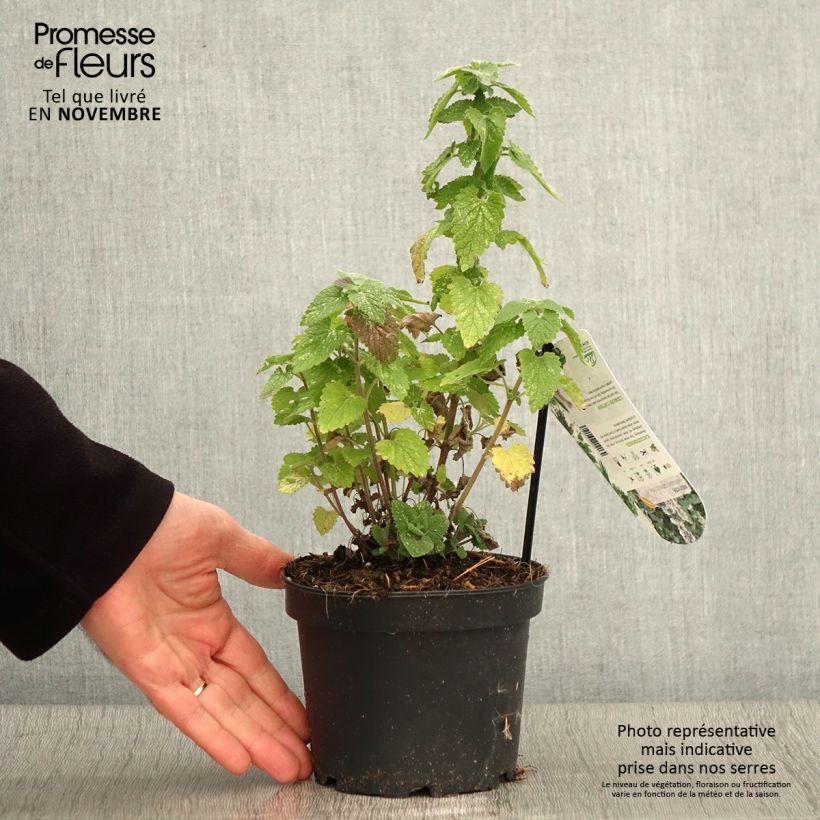 Exemplaar van Nepeta cataria Citriodora - Kattenkruid Pot van 1,5 l/2 l zoals geleverd in de herfst