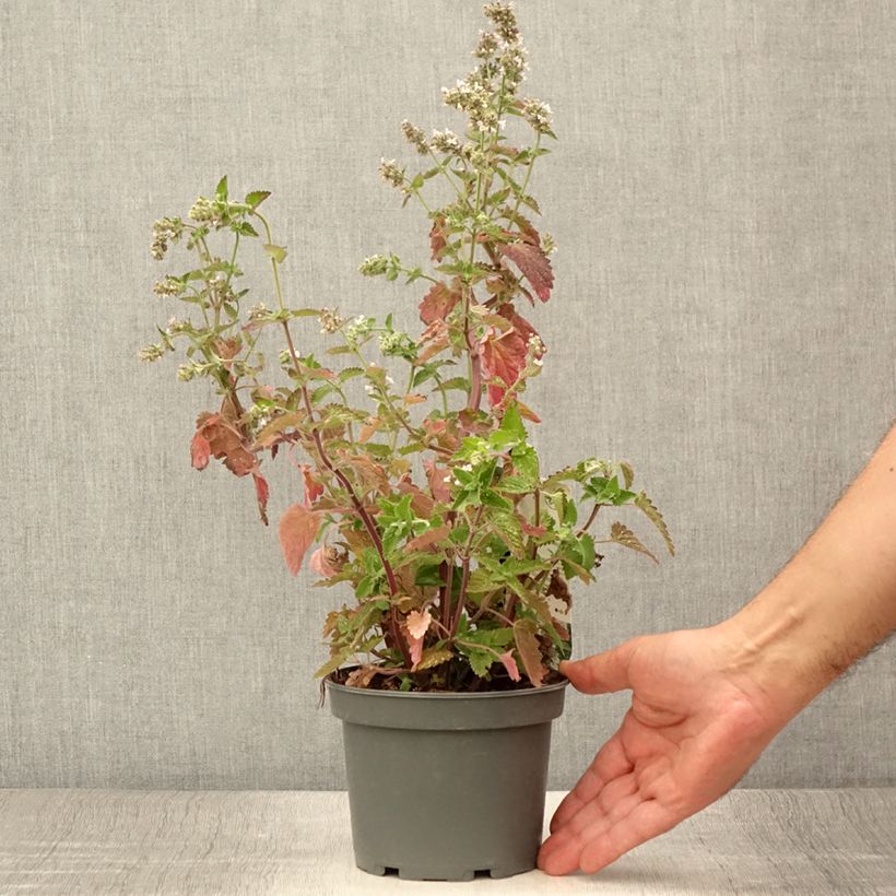 Exemplaar van Nepeta cataria Citriodora - Kattenkruid Pot van 1,5 l/2 l zoals geleverd in de zomer