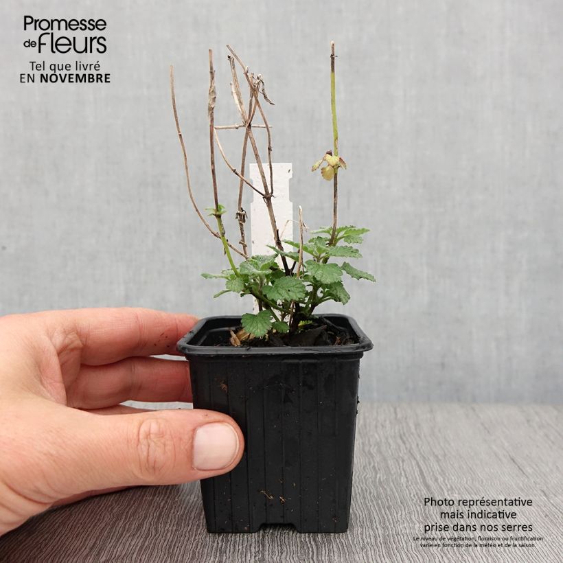 Exemplaar van Nepeta faassenii Cat's Meow - Kattenkruid Kweekpotje van 8/9 cm zoals geleverd in de herfst