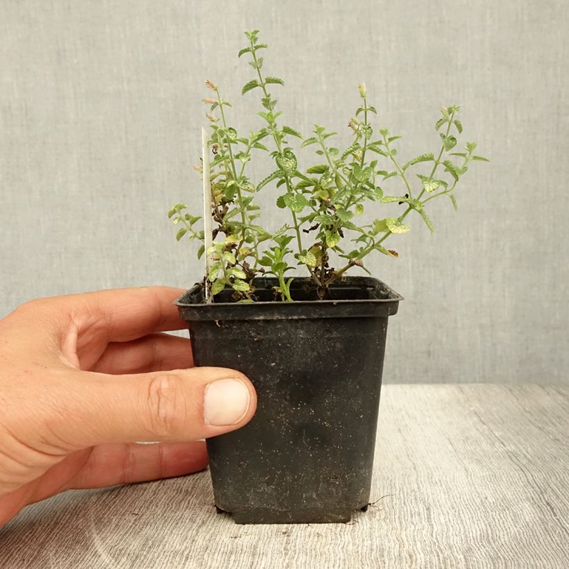 Exemplaar van Nepeta faassenii Cat's Pajamas - Kattenkruid Kweekpotje van 8/9 cm zoals geleverd in de zomer