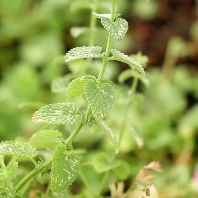 Nepeta faassenii Cat's Pajamas - Kattenkruid (Blad)