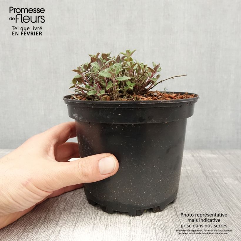 Exemplaar van Nepeta faassenii - Kattenkruid Pot van 2 l/3 l zoals geleverd in de winter