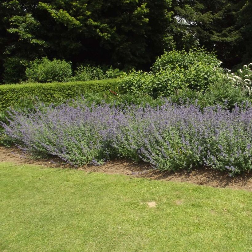 Nepeta faassenii Six Hills Giant - Kattenkruid (Groeiplaats)