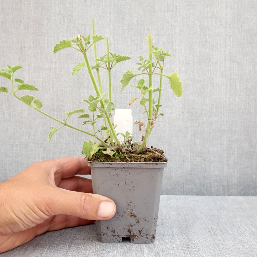 Exemplaar van Nepeta faassenii Six Hills Giant - Kattenkruid Kweekpotje van 8/9 cm zoals geleverd in de lente