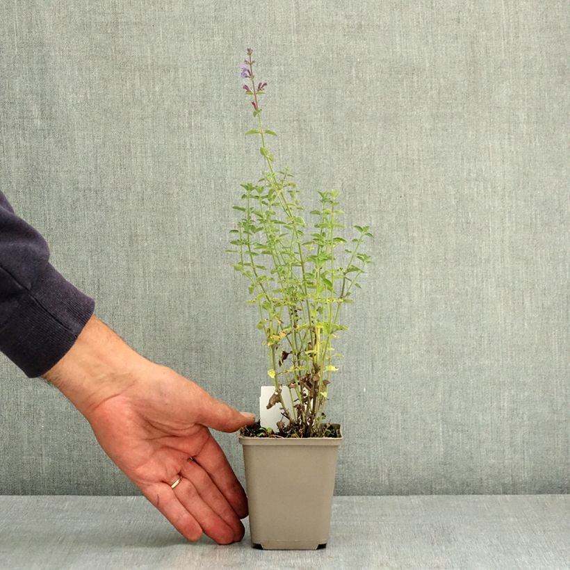 Exemplaar van Nepeta faassenii Six Hills Giant - Kattenkruid Kweekpotje van 8/9 cm zoals geleverd in de zomer