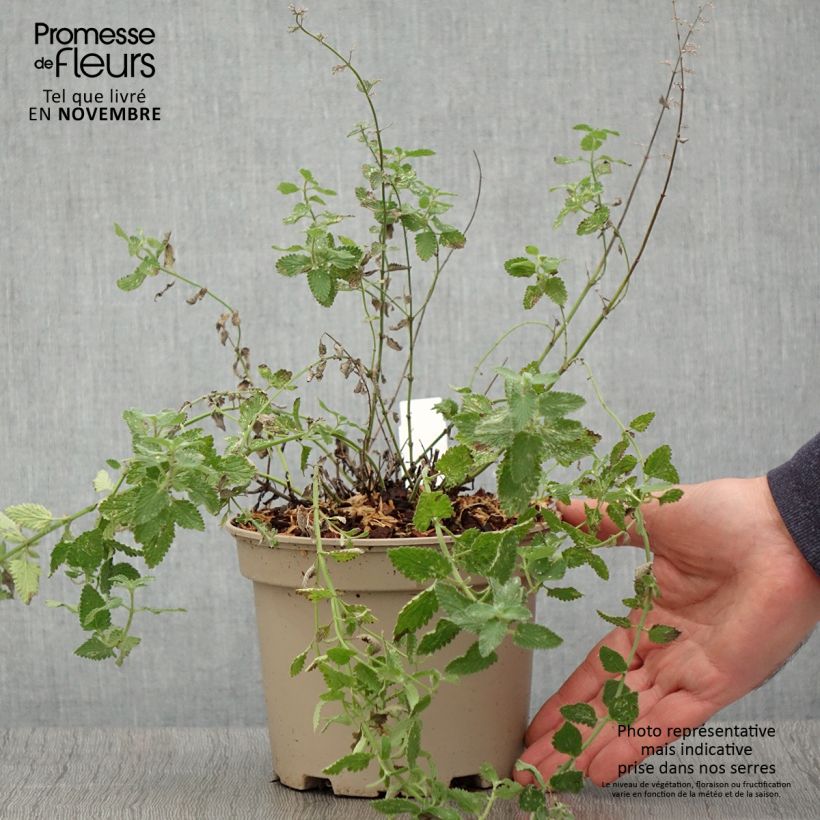 Exemplaar van Nepeta faassenii Walkers Low - Kattenkruid Pot van 2 l/3 l zoals geleverd in de herfst