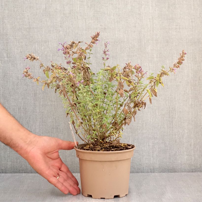 Exemplaar van Nepeta faassenii Walkers Low - Kattenkruid Pot van 2 l/3 l zoals geleverd in de zomer