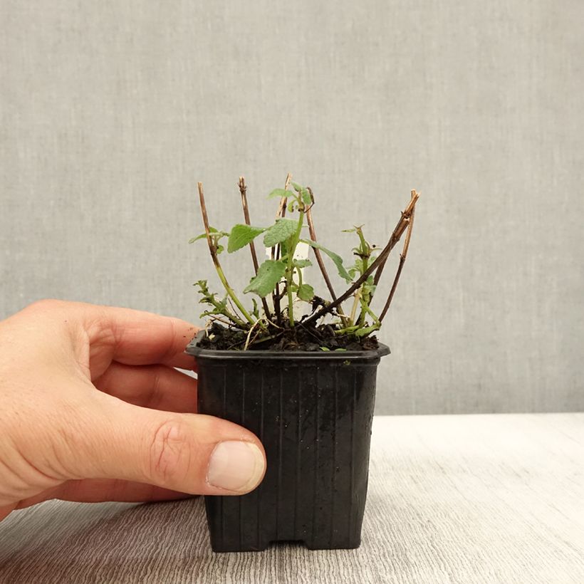 Exemplaar van Nepeta grandiflora Bramdean - Kattenkruid Kweekpotje van 8/9 cm zoals geleverd in de herfst