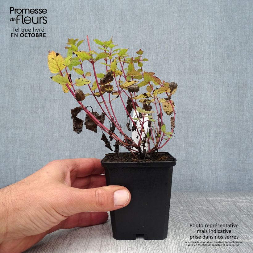 Exemplaar van Nepeta grandiflora Dawn to Dusk - Kattenkruid Kweekpotje van 8/9 cm zoals geleverd in de herfst