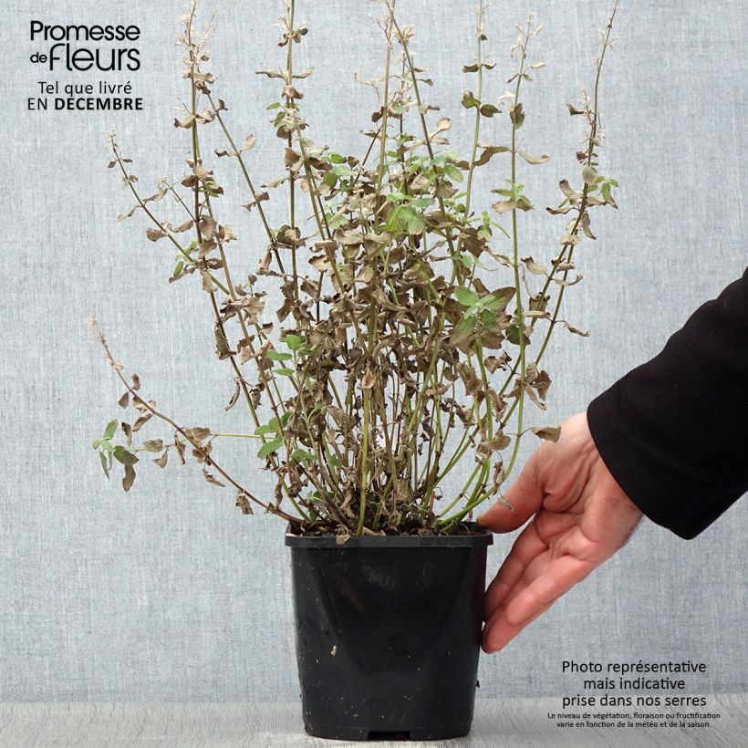 Exemplaar van Nepeta grandiflora Summer Magic Pot de 2L/3L zoals geleverd in de herfst