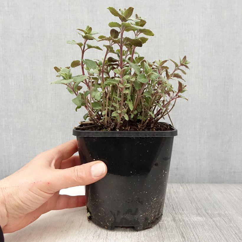 Exemplaar van Nepeta grandiflora Summer Magic - Kattenkruid Pot van 2 l/3 l zoals geleverd in de lente