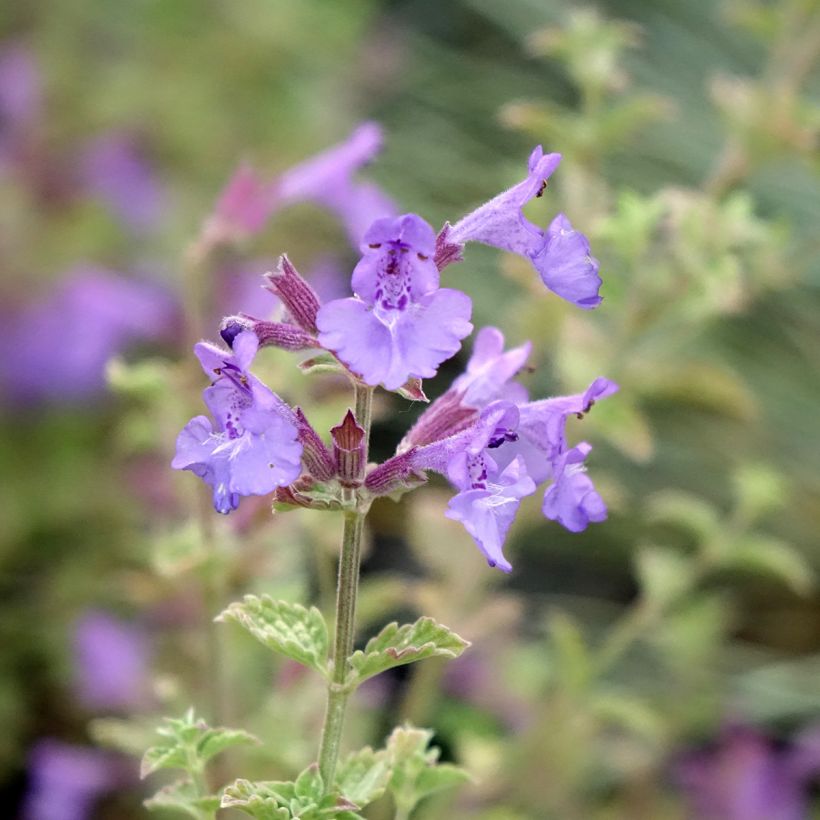 Nepeta faassenii Kit Cat - Kattenkruid (Bloei)
