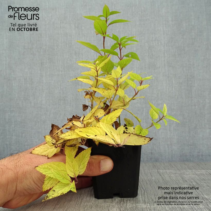 Exemplaar van Nepeta manchuriensis Manchu Blue - Kattenkruid Kweekpotje van 8/9 cm zoals geleverd in de herfst