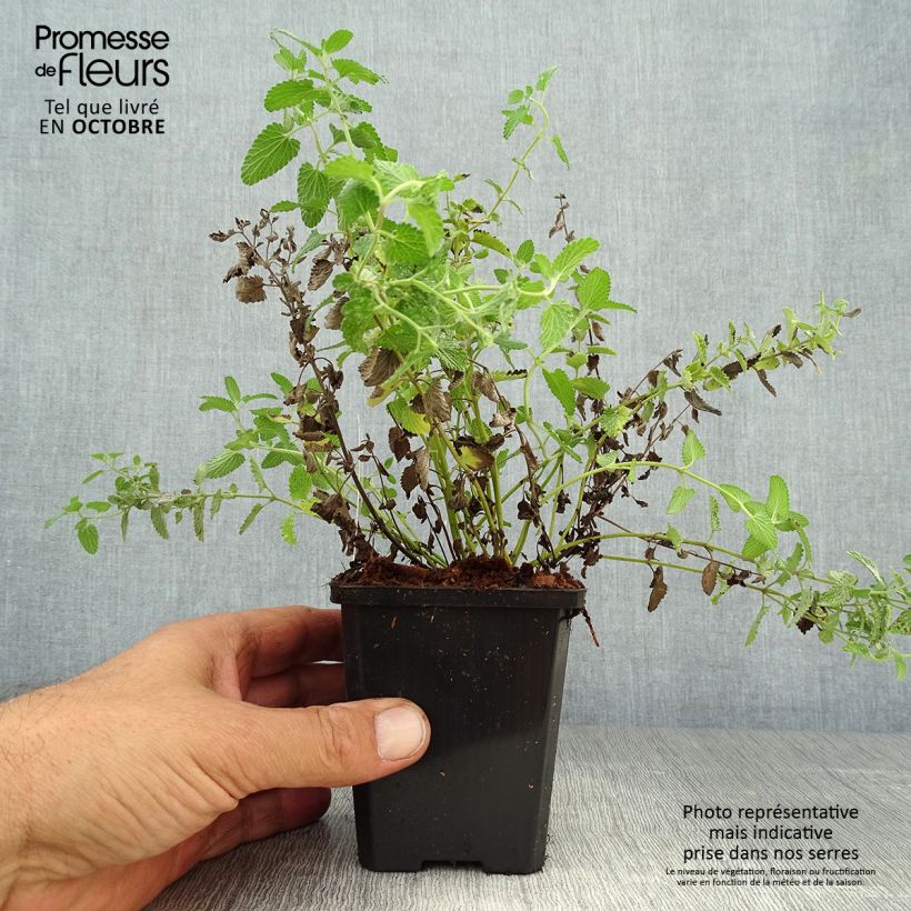 Exemplaar van Nepeta mussinii blote wortel - Kattenkruid Kweekpotje van 8/9 cm zoals geleverd in de herfst