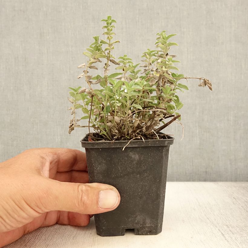 Exemplaar van Nepeta mussinii blote wortel - Kattenkruid Kweekpotje van 8/9 cm zoals geleverd in de zomer