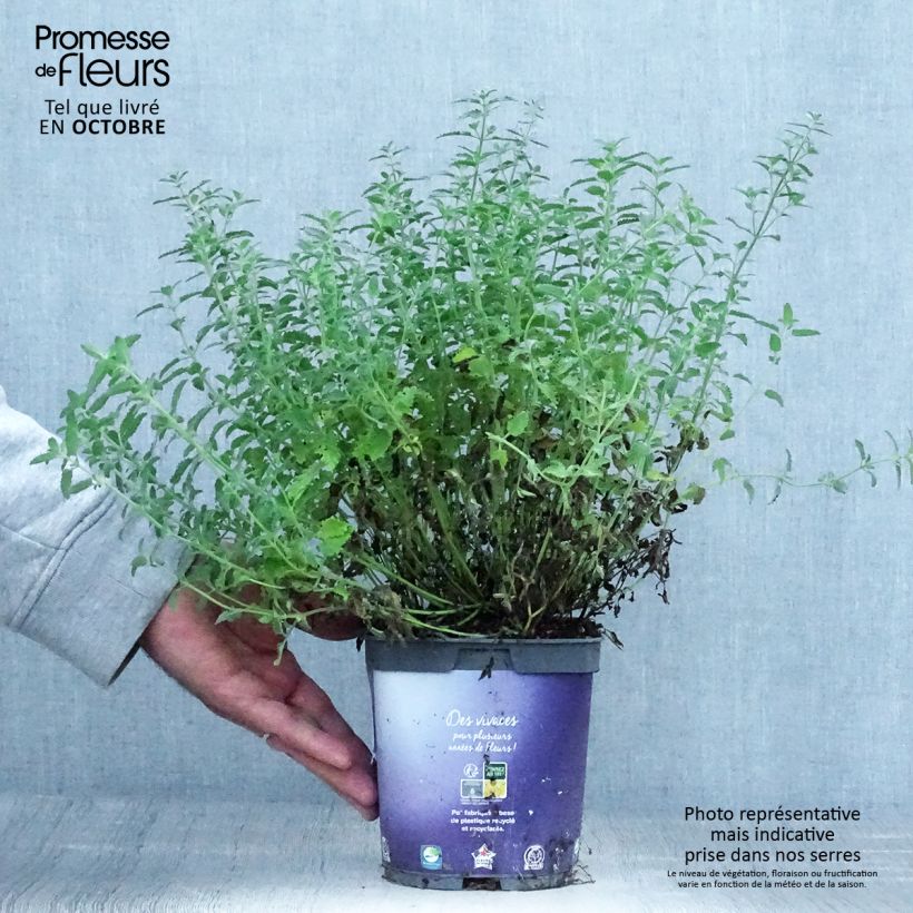 Exemplaar van Nepeta mussinii blote wortel - Kattenkruid Pot van 2 l/3 l zoals geleverd in de herfst