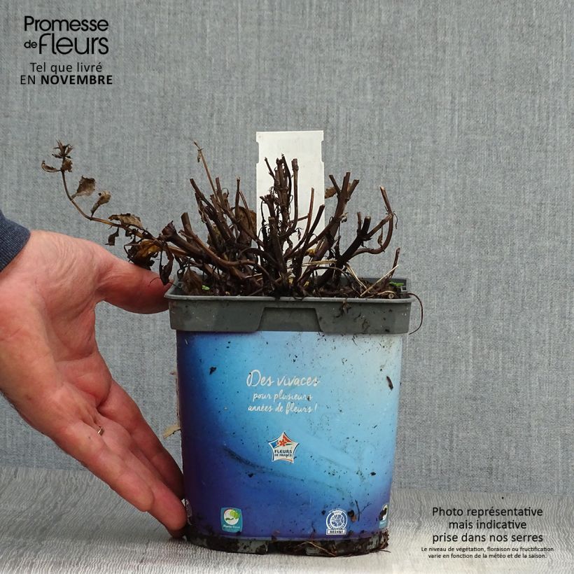 Exemplaar van Nepeta nervosa - Kattenkruid Pot van 2 l/3 l zoals geleverd in de herfst