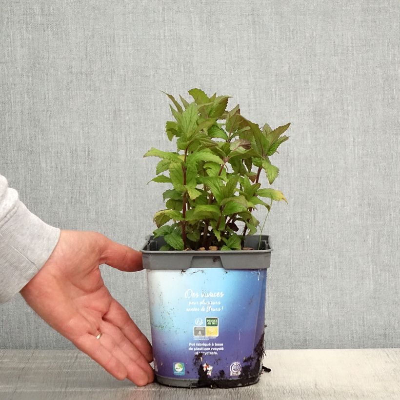 Exemplaar van Nepeta nervosa - Kattenkruid Pot van 2 l/3 l zoals geleverd in de lente