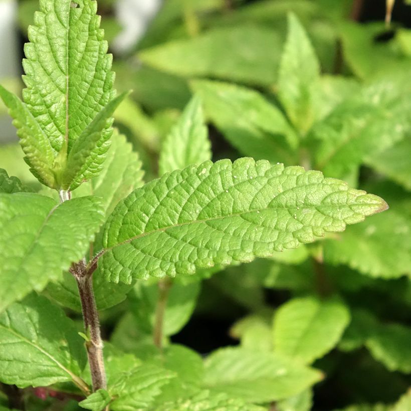 Nepeta nervosa Neptune - Kattenkruid (Blad)
