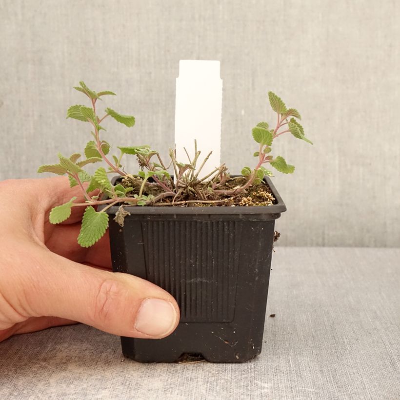 Exemplaar van Nepeta faassenii Nova Blue - Kattenkruid Kweekpotje van 8/9 cm zoals geleverd in de lente