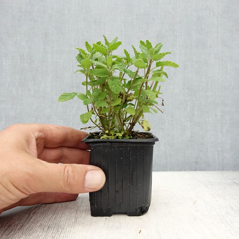 Exemplaar van Nepeta parnassica - Chataire grecque Kweekpotje van 8/9 cm zoals geleverd in de lente