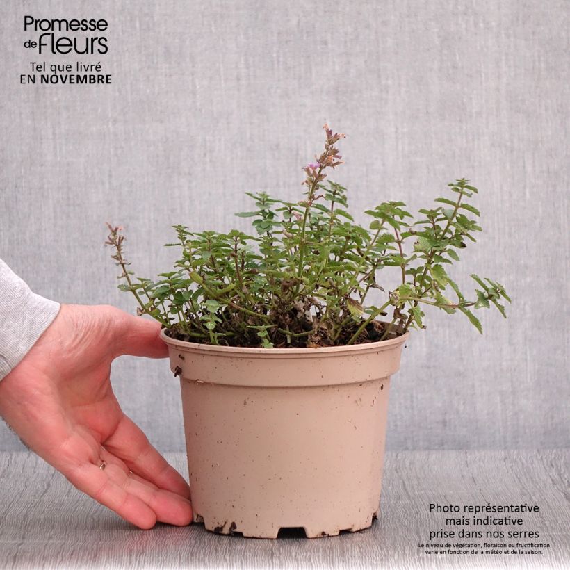 Exemplaar van Nepeta faassenii Purrsian Blue - Kattenkruid Pot van 2 l/3 l zoals geleverd in de herfst