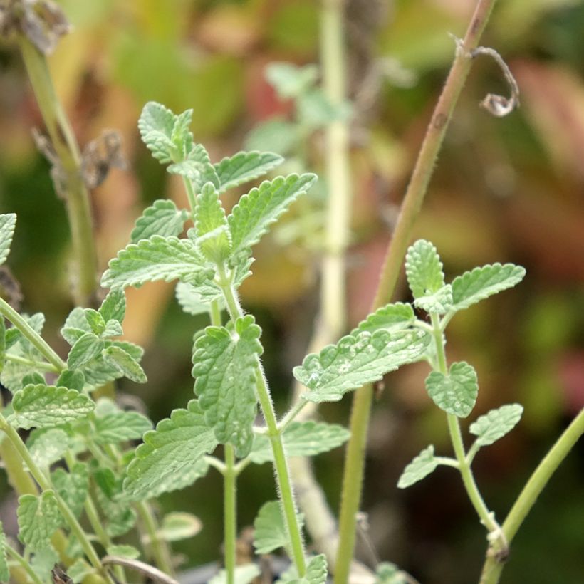 Nepeta racemosa Amelia - Kattenkruid (Blad)