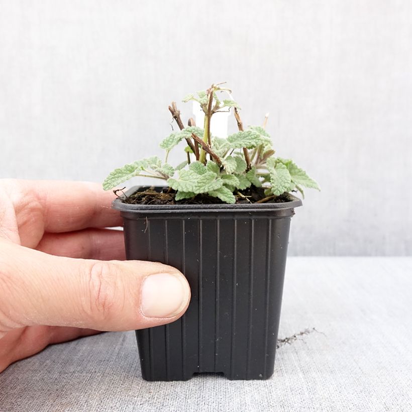 Exemplaar van Nepeta racemosa Amelia - Chataire Godet de 8/9 cm zoals geleverd in de winter