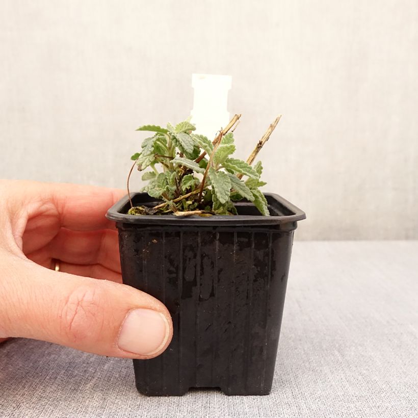 Exemplaar van Nepeta racemosa Amelia - Kattenkruid Kweekpotje van 8/9 cm zoals geleverd in de lente