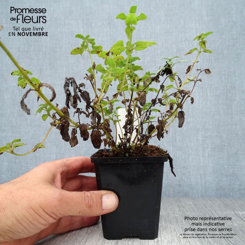 Exemplaar van Nepeta racemosa Grog - Kattenkruid Kweekpotje van 8/9 cm zoals geleverd in de herfst