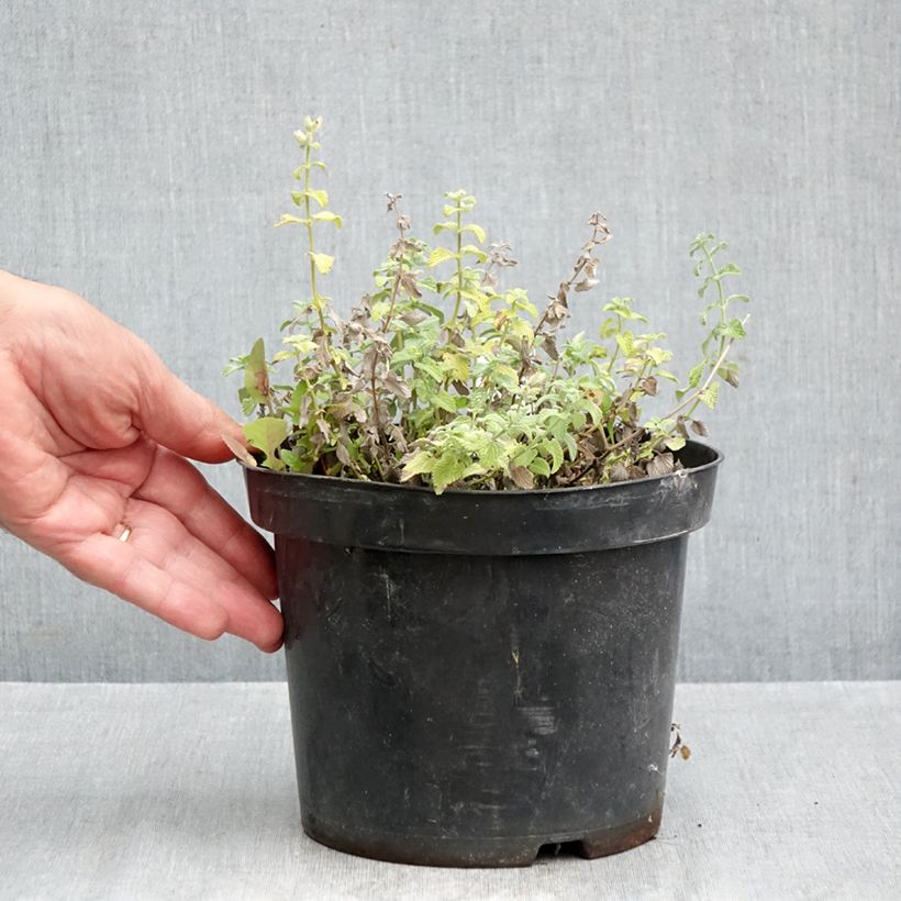 Exemplaar van Nepeta racemosa Snowflake - Kattenkruid Pot van 2 l/3 l zoals geleverd in de herfst