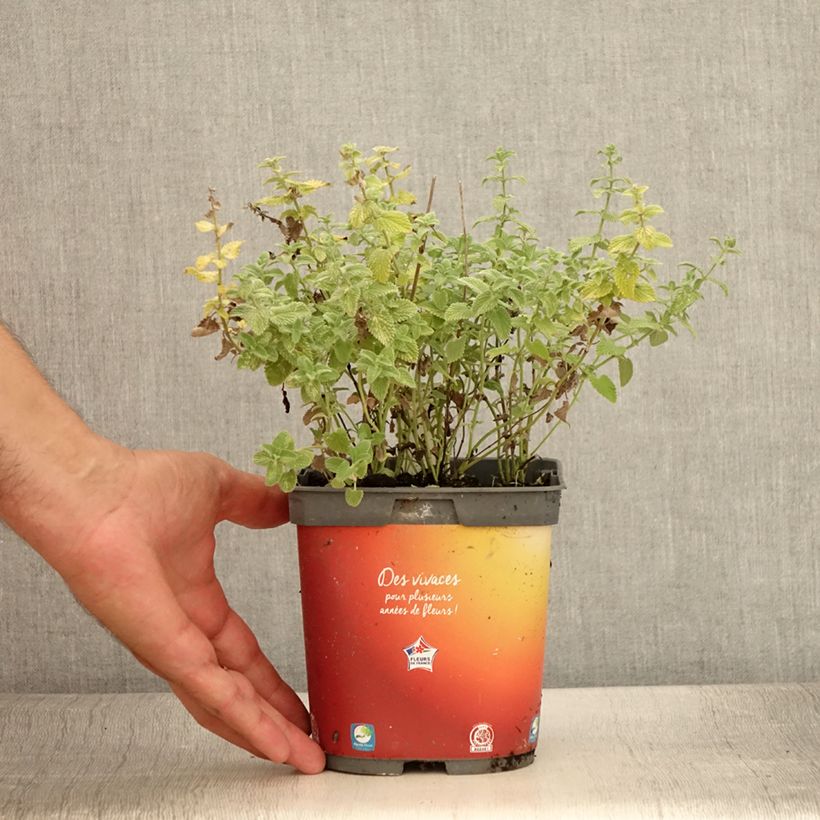 Exemplaar van Nepeta racemosa Snowflake - Kattenkruid Pot van 2 l/3 l zoals geleverd in de zomer