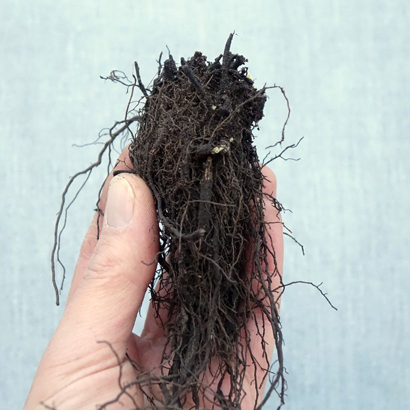 Exemplaar van Nepeta racemosa Snowflake - Kattenkruid Naakte wortel zoals geleverd in de winter