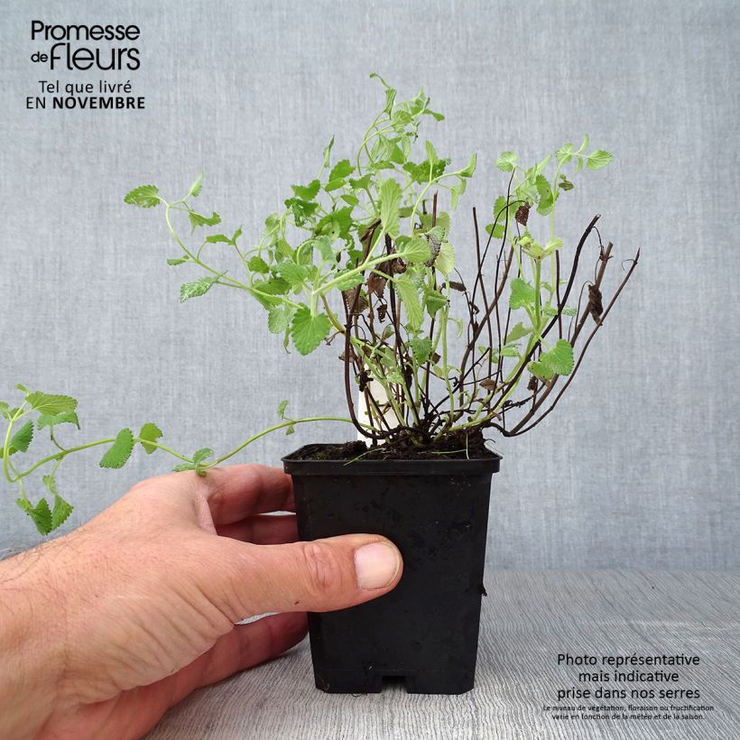Exemplaar van Nepeta racemosa Superba - Kattenkruid Kweekpotje van 8/9 cm zoals geleverd in de herfst