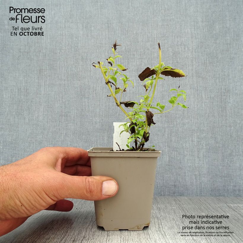 Exemplaar van Nepeta subsessilis - Kattenkruid Kweekpotje van 8/9 cm zoals geleverd in de herfst