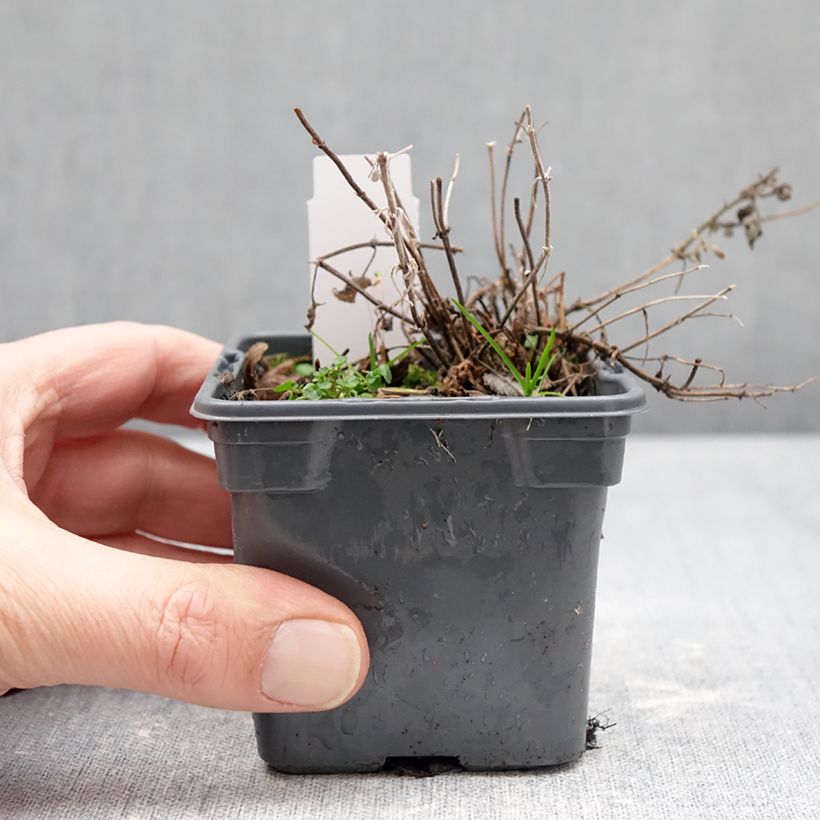 Exemplaar van Nepeta faassenii Alba - Kattenkruid Kweekpotje van 8/9 cm zoals geleverd in de winter