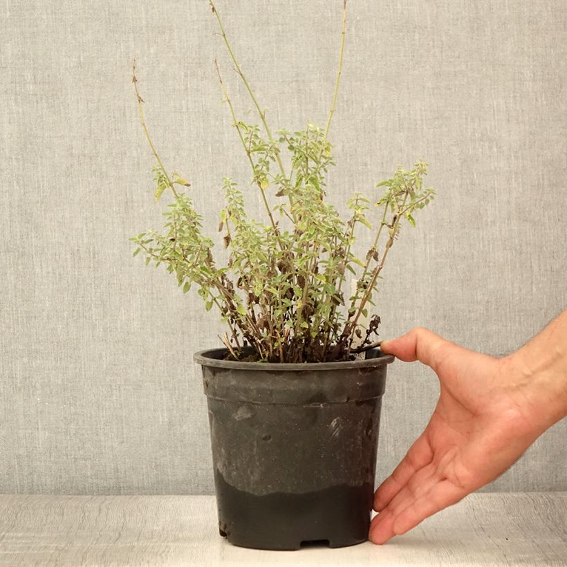 Exemplaar van Nepeta Dropmore - Kattenkruid Pot van 2 l/3 l zoals geleverd in de zomer