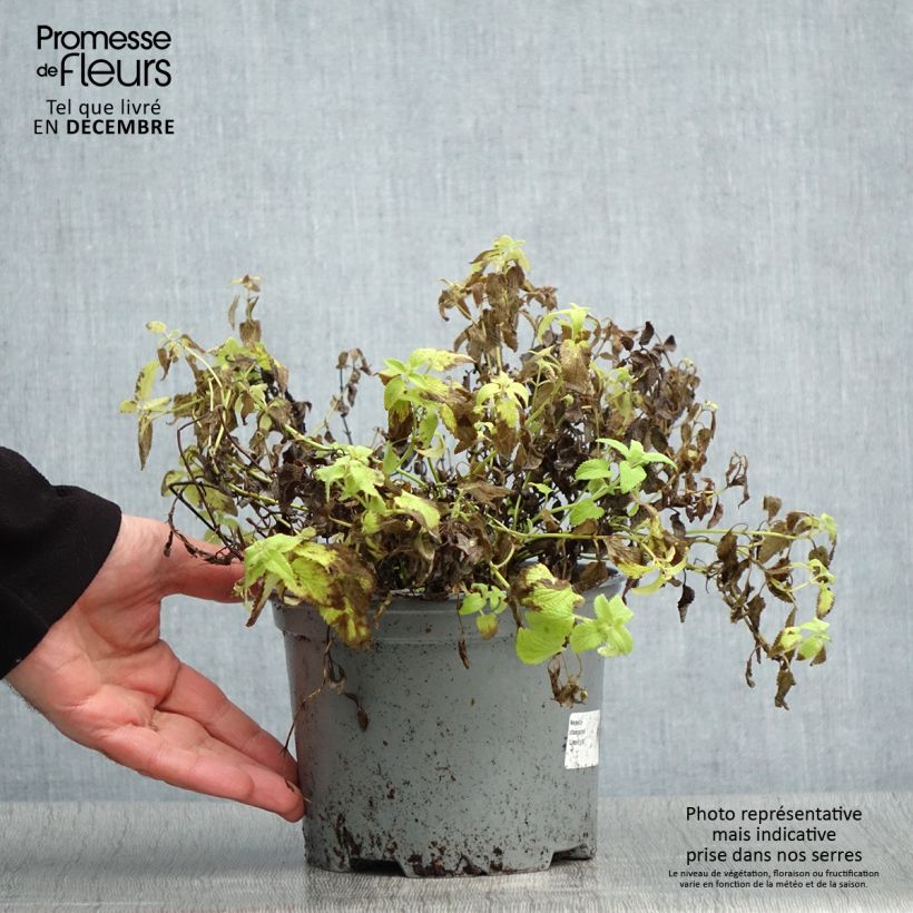 Exemplaar van Nepeta faassenii Limelight - Kattenkruid Pot van 2 l/3 l zoals geleverd in de winter