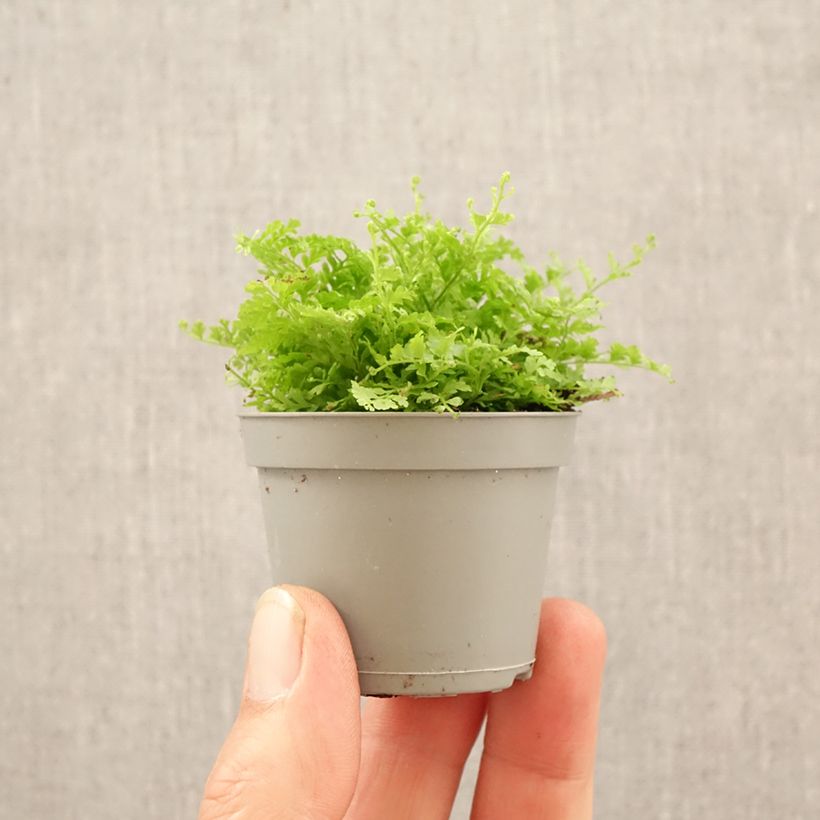 Exemplaar van Nephrolepis exaltata Cotton Candy - Bostonvaren Mini-kamerplanten zoals geleverd in de lente