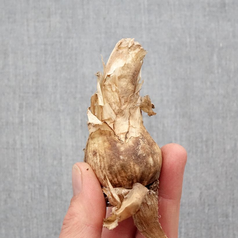 Exemplaar van Nerine bowdenii Amandi - Kliplelie Bol kaliber 12+ zoals geleverd in de lente