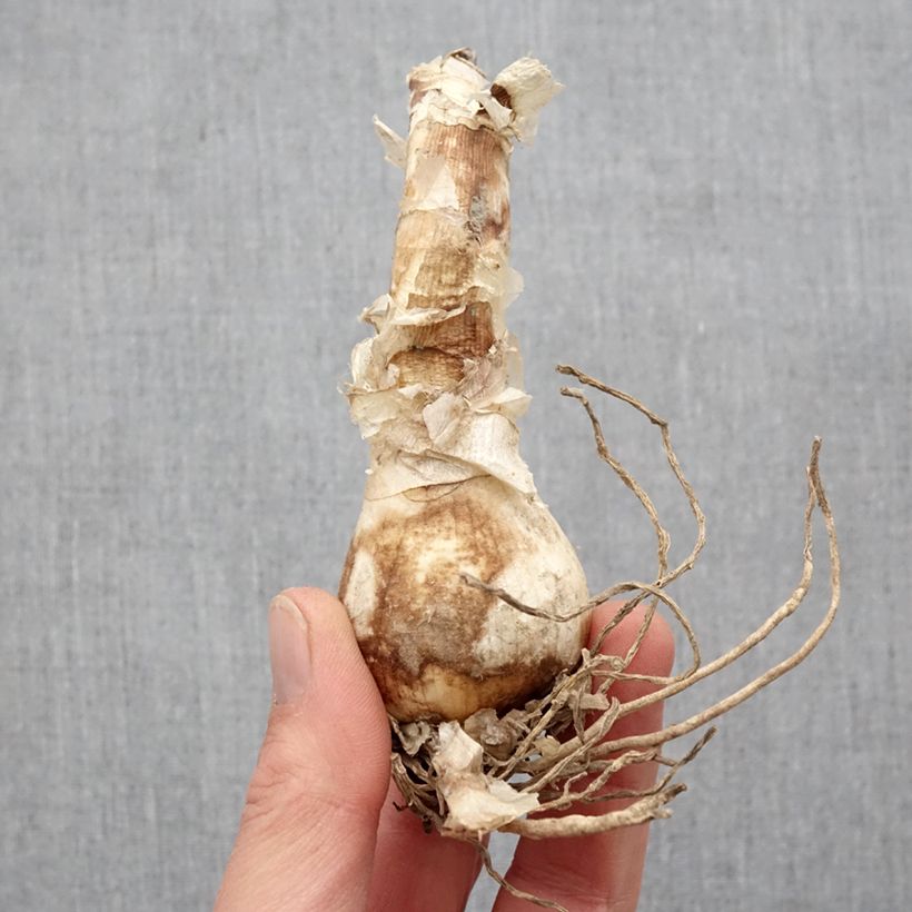 Exemplaar van Nerine bowdenii Bianca Perla - Kliplelie Bol kaliber 12+ zoals geleverd in de lente