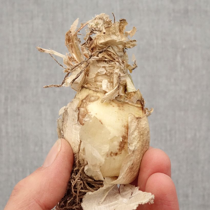 Exemplaar van Nerine bowdenii Bionce - Kliplelie Bol kaliber 12/14 zoals geleverd in de lente