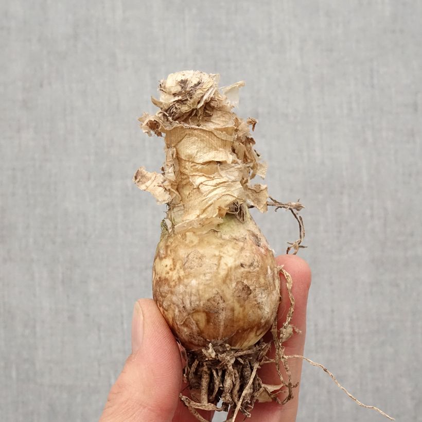 Exemplaar van Nerine bowdenii Like a Virgin - Kliplelie Bol kaliber 12+ zoals geleverd in de lente