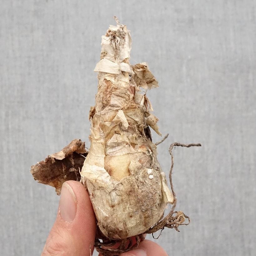 Exemplaar van Nerine bowdenii Ostara K - Kliplelie Bol kaliber 12+ zoals geleverd in de lente