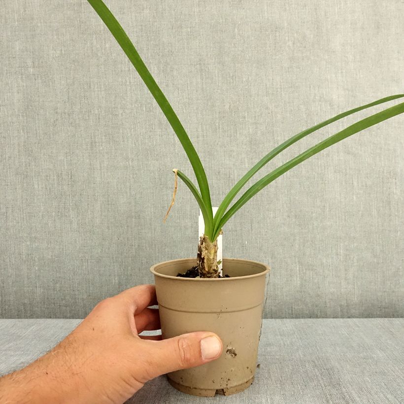 Exemplaar van Nerine bowdenii Ostara K - Kliplelie Pot van 1,5 l/2 l kaliber 12/14 zoals geleverd in de zomer