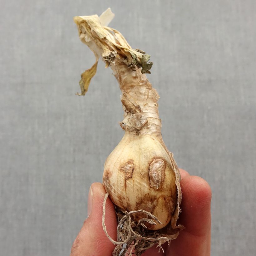 Exemplaar van Nerine bowdenii Pink Triumph bol - Kliplelie Bol kaliber 12+ zoals geleverd in de lente